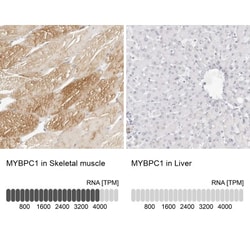 HOMER2 Antibody, Novus Biologicals:Antibodies:Primary Antibodies